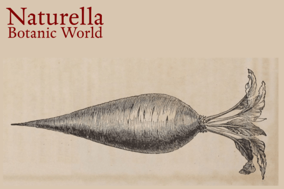 Download Naturella 3 BOTANIC CORNUCOPIA - Nature Collection